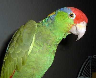 Green Cheeked Amazon First Flight