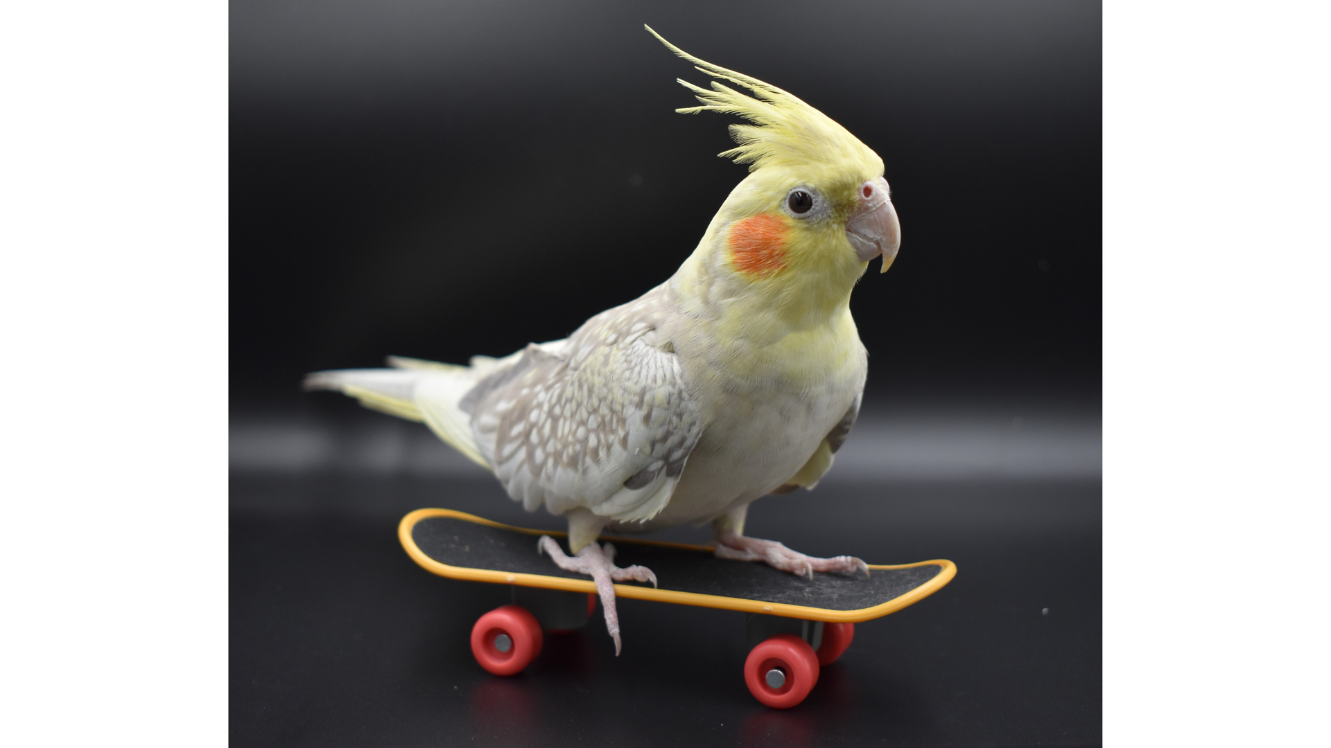 Picture Gallery First Flight bird on skateboard toy