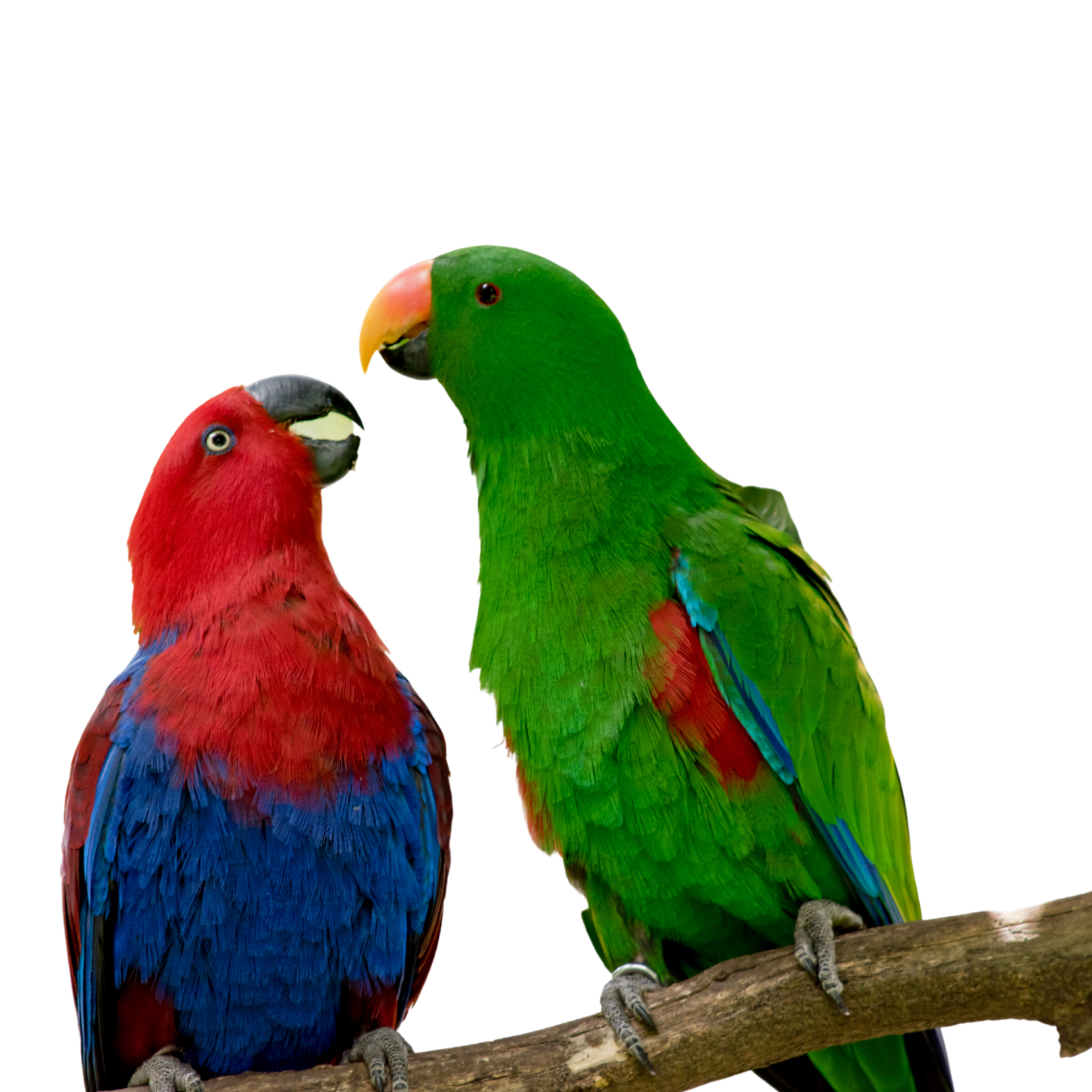 Eclectus Parrots