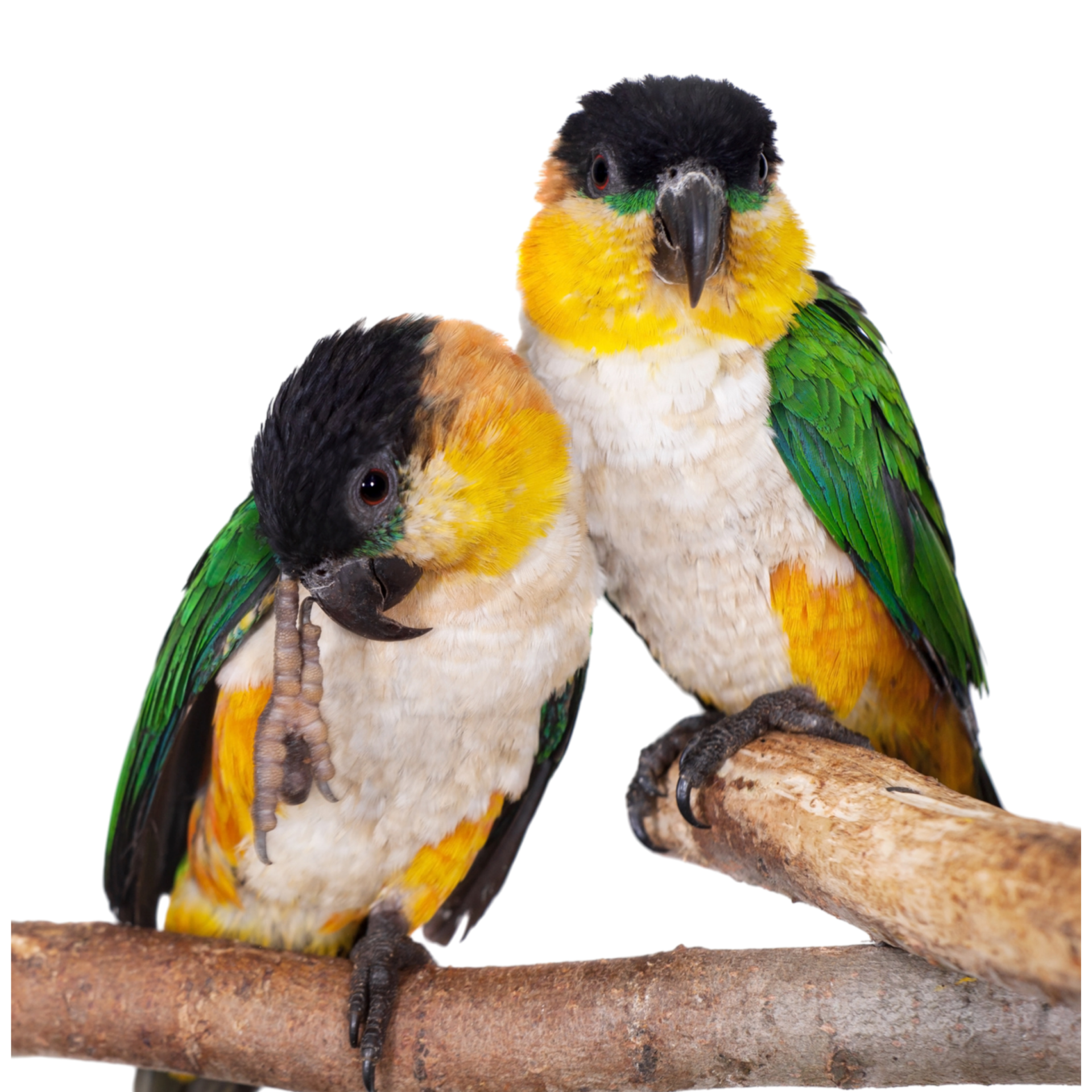 Caiques