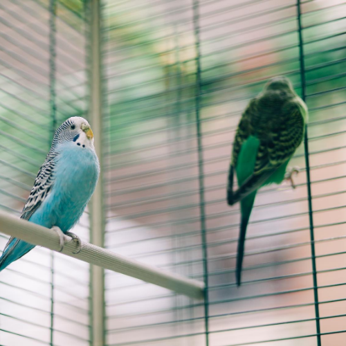 Picture Gallery First Flight Bird in Cage