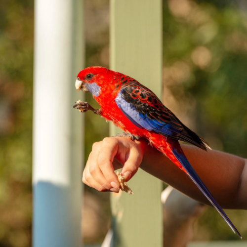 Exotic Bird on hand