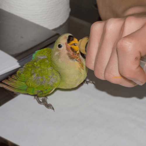 Handfed Baby Bird | First FLight