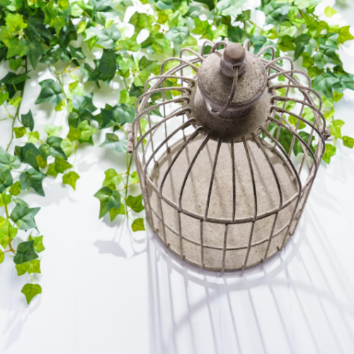 quality cage First flight Exotic Birds