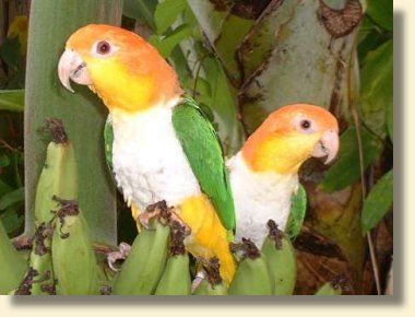 White Bellied Caique