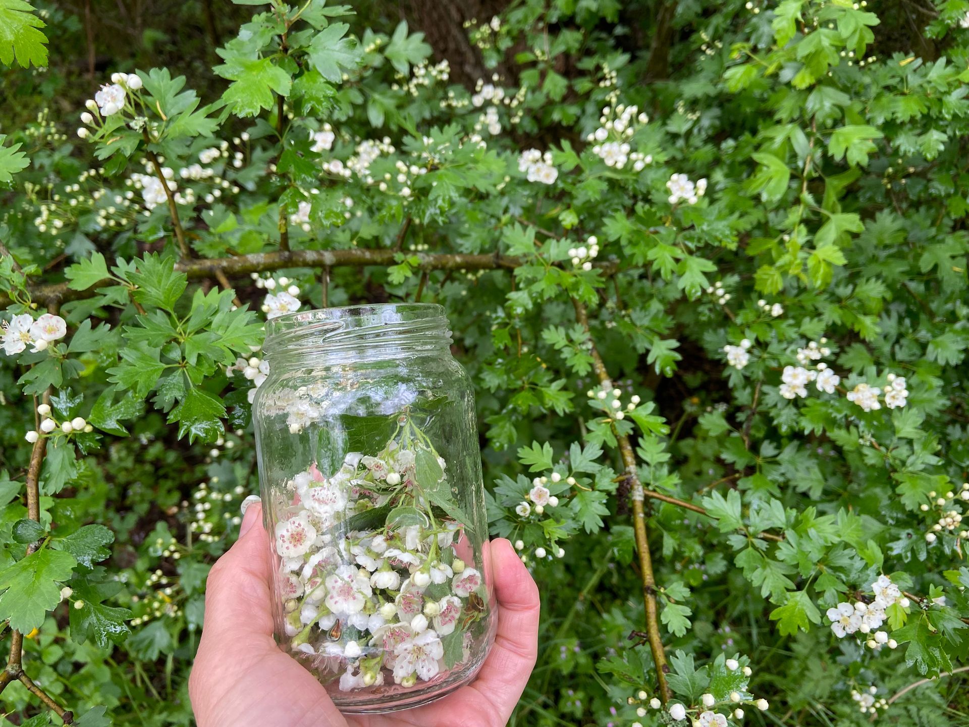 meidoornbloesem struik met hand met glazen pot met bloesem