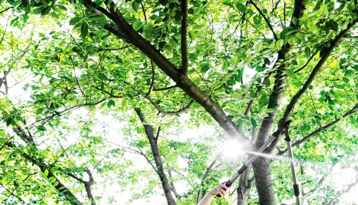 Sunlight through tree branches, hand reaching up towards the light.