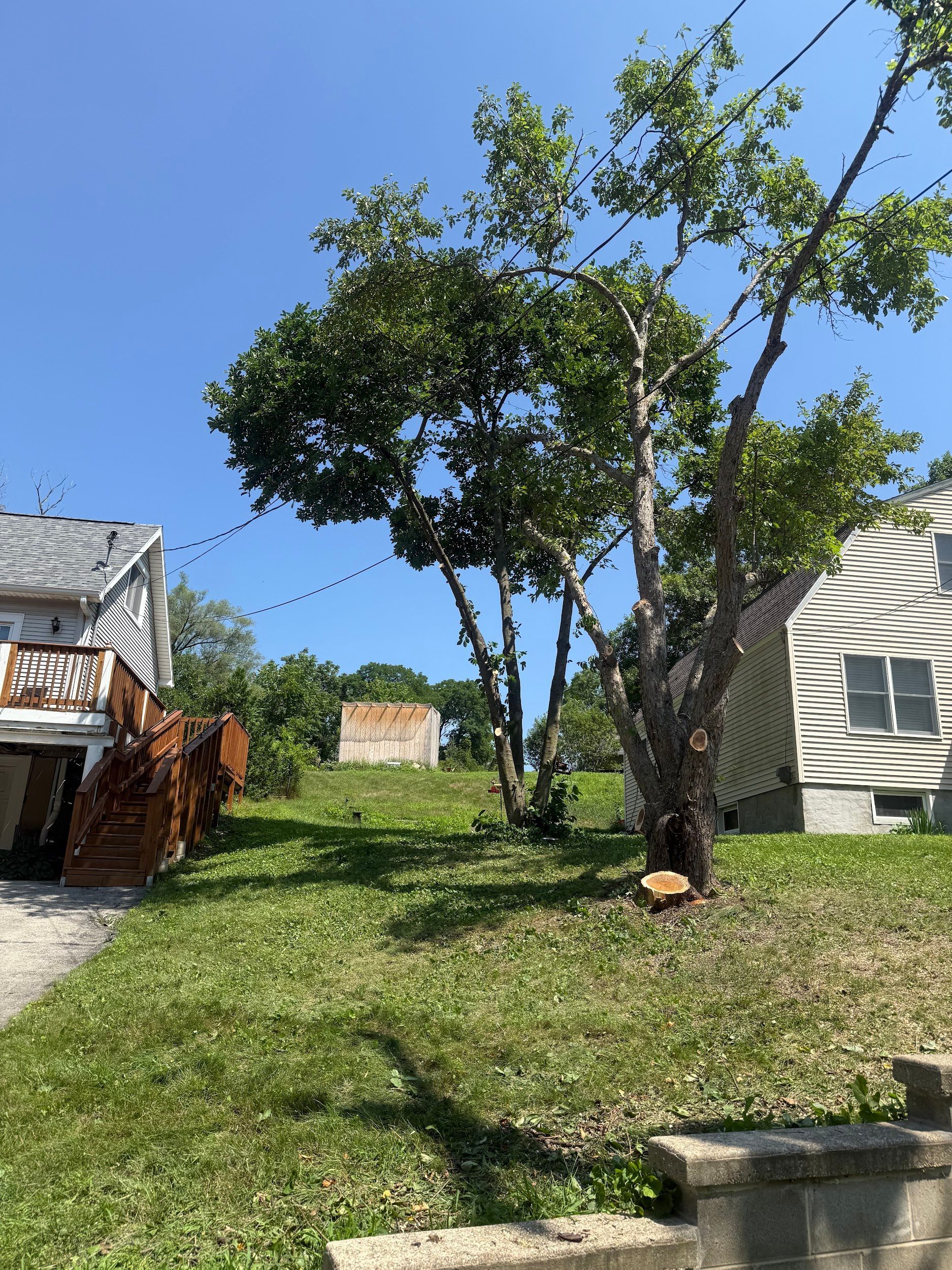 Tree with green leaves and a cut stump in a grassy yard, between two houses under a blue sky.