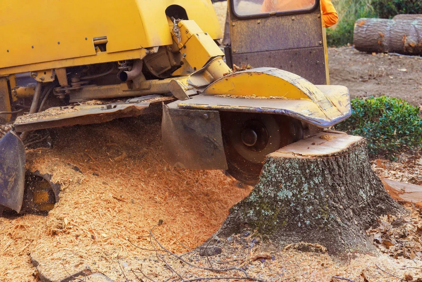 Yellow stump grinder grinding a tree stump, wood chips flying.