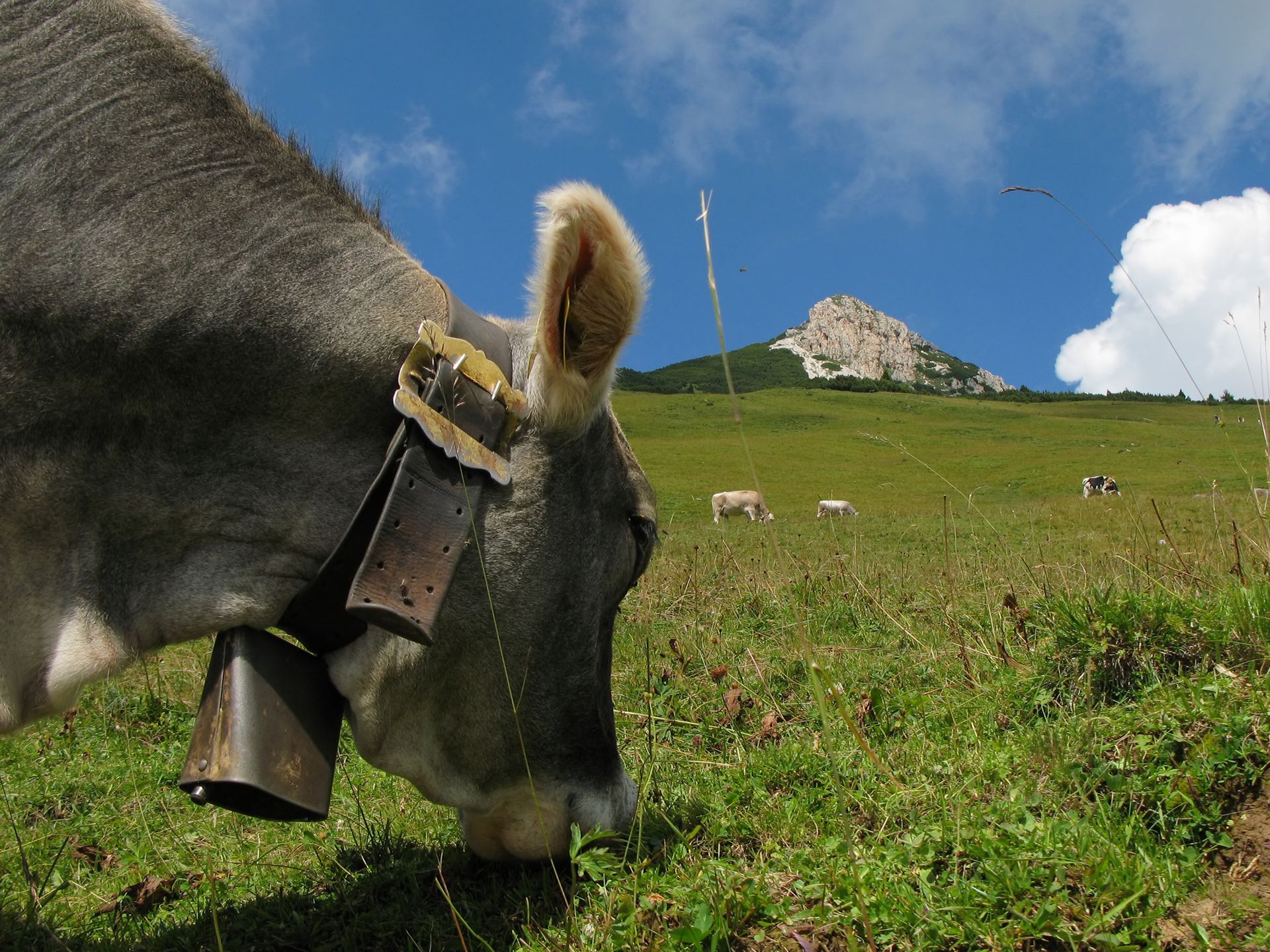 Ferienregion Eggental Sommer 