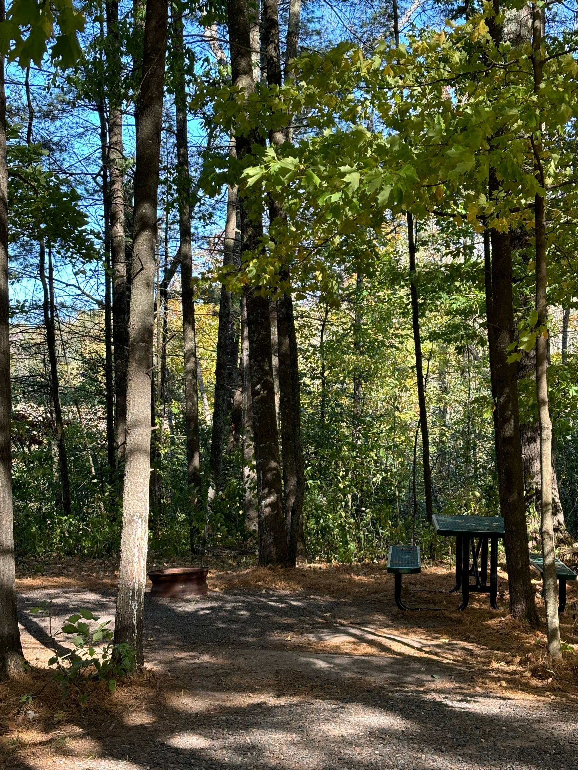There is a picnic table in the middle of the woods.