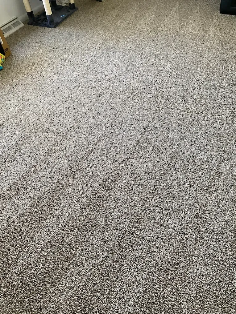 A close-up, high-angle shot of a gray, textured carpet with visible vacuum tracks stretching across the floor.