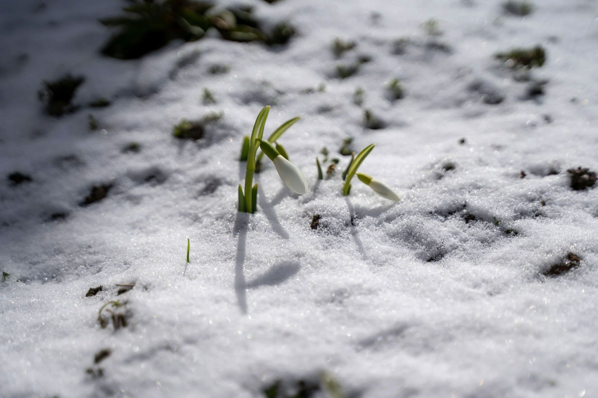 Marching Into Spring