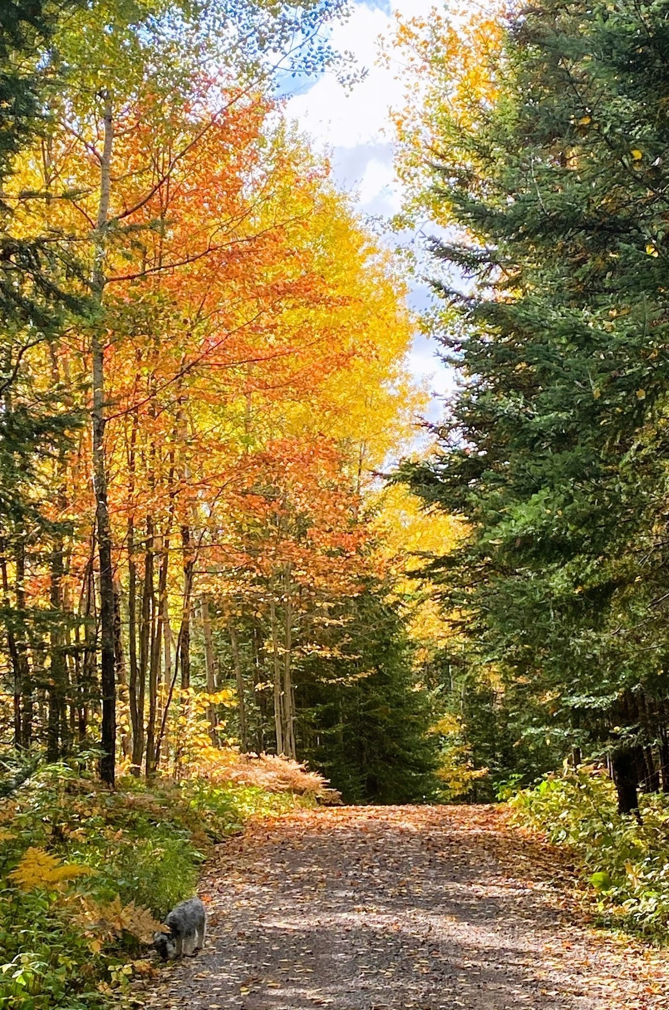 Autumn forest trail lined with golden and green trees, with sunlight filtering through the leaves.