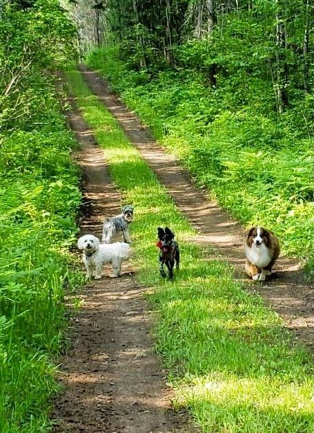 Four small dogs on a sunlit dirt road in a green forest