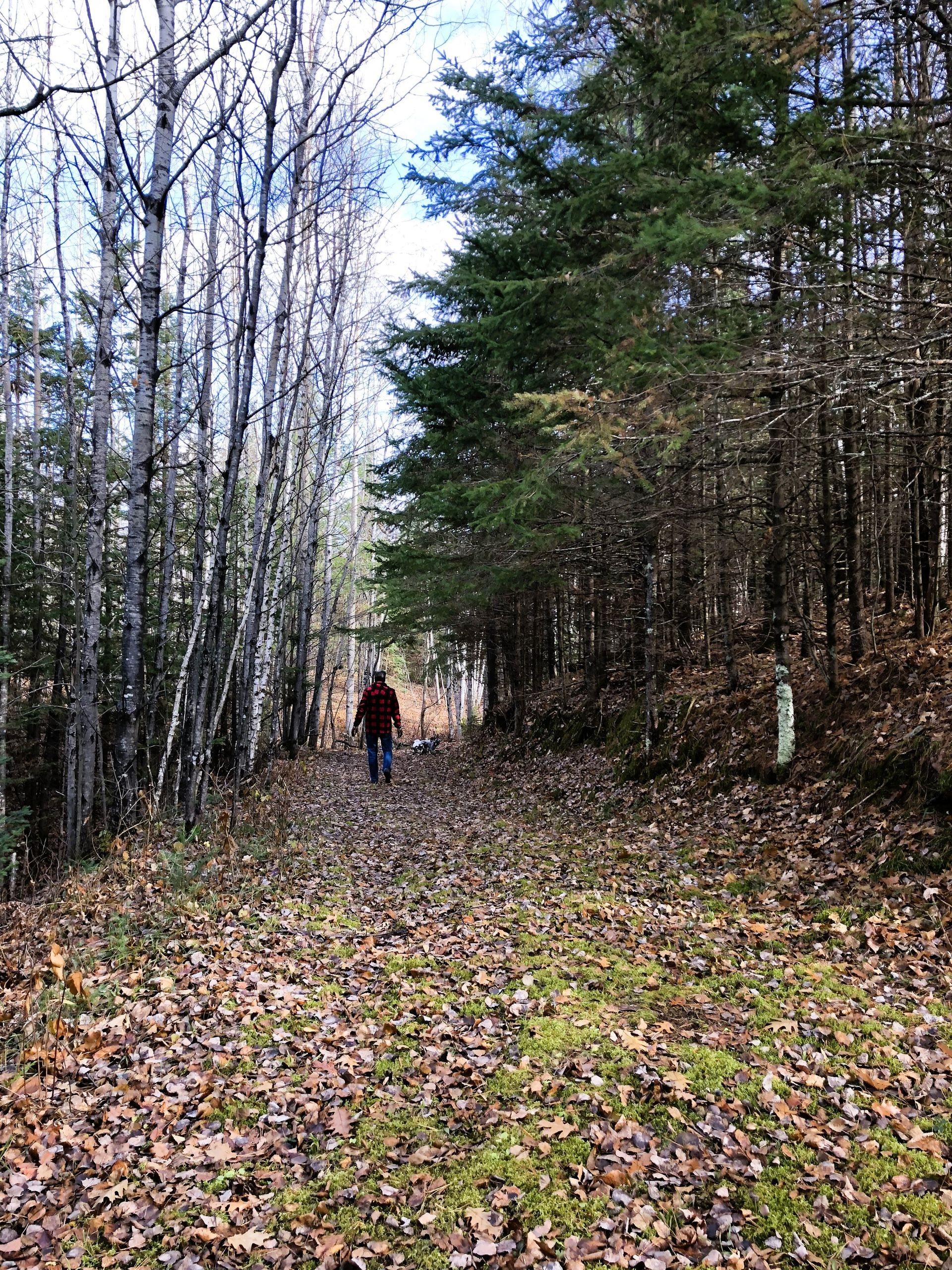 Person walking on a leaf-covered forest path between bare birches and evergreens
