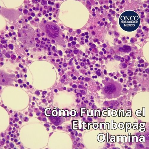 Vista microscópica de células teñidas de púrpura con texto en español: “Cómo funciona el eltrombopag olamina”