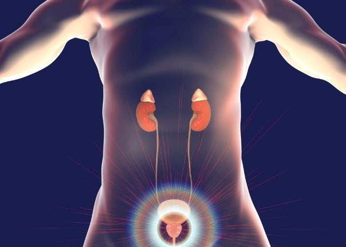 Diagrama de los riñones y el tracto urinario con la vejiga brillante y el dolor resaltado en la parte inferior del abdomen.