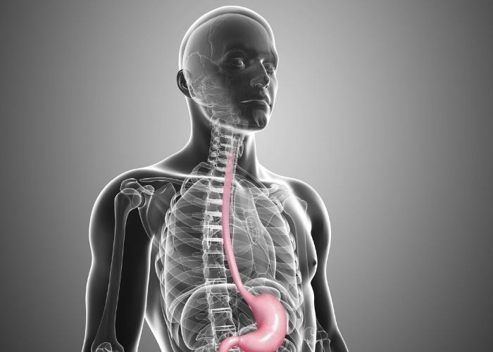 Ilustración médica del esófago y el estómago resaltados en rosa dentro de un torso humano.