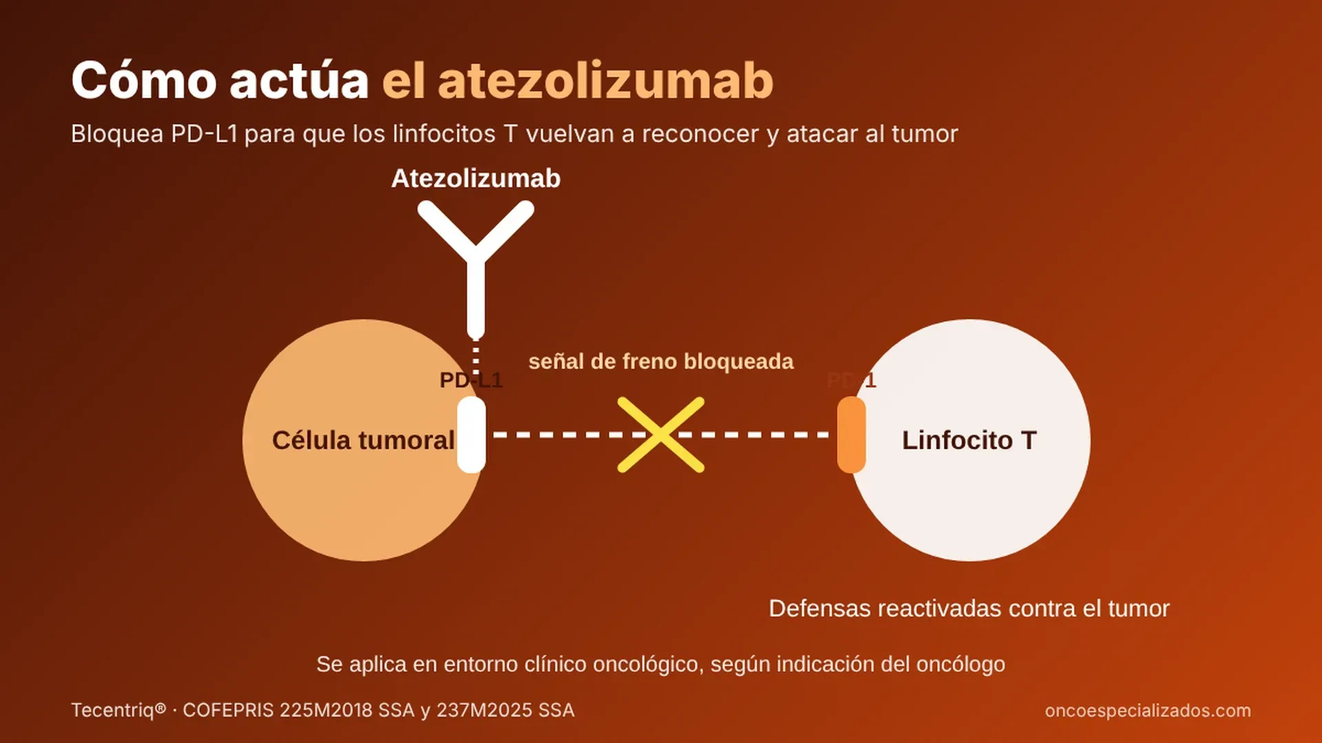 Cómo actúa el atezolizumab: anticuerpo que bloquea PD-L1 para que los linfocitos T reconozcan y ataquen a la célula tumoral