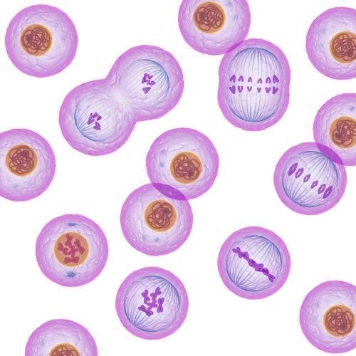 celulas Etapas ilustradas de la división celular con células moradas en diferentes fases de la mitosis.