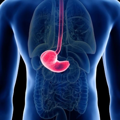 oncology Diagrama del torso humano que muestra el estómago y el esófago resaltados en rosa.