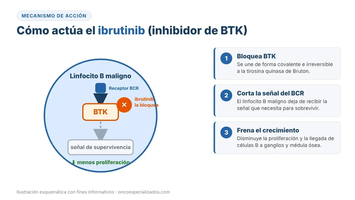 Mecanismo de acción del ibrutinib: inhibidor de BTK que bloquea la señal de supervivencia del linfocito B maligno
