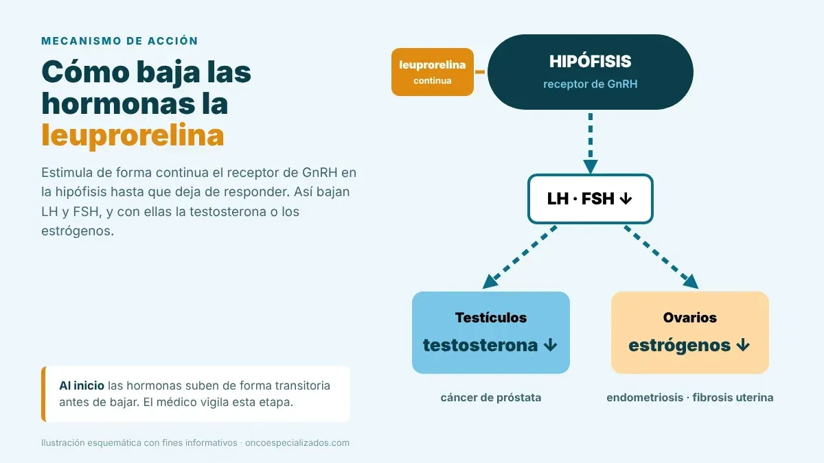 Mecanismo de acción de la leuprorelina, agonista de GnRH