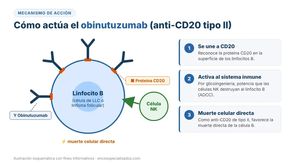 Mecanismo de acción del obinutuzumab: anticuerpo anti-CD20 tipo II que se une al linfocito B, activa a las células NK y favorece la muerte celular directa