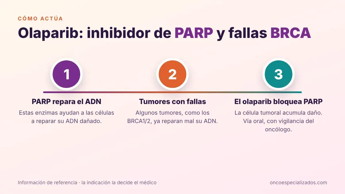 Cómo funciona el olaparib: inhibidor de PARP que actúa sobre tumores con fallas en BRCA y reparación del ADN, en 3 pasos