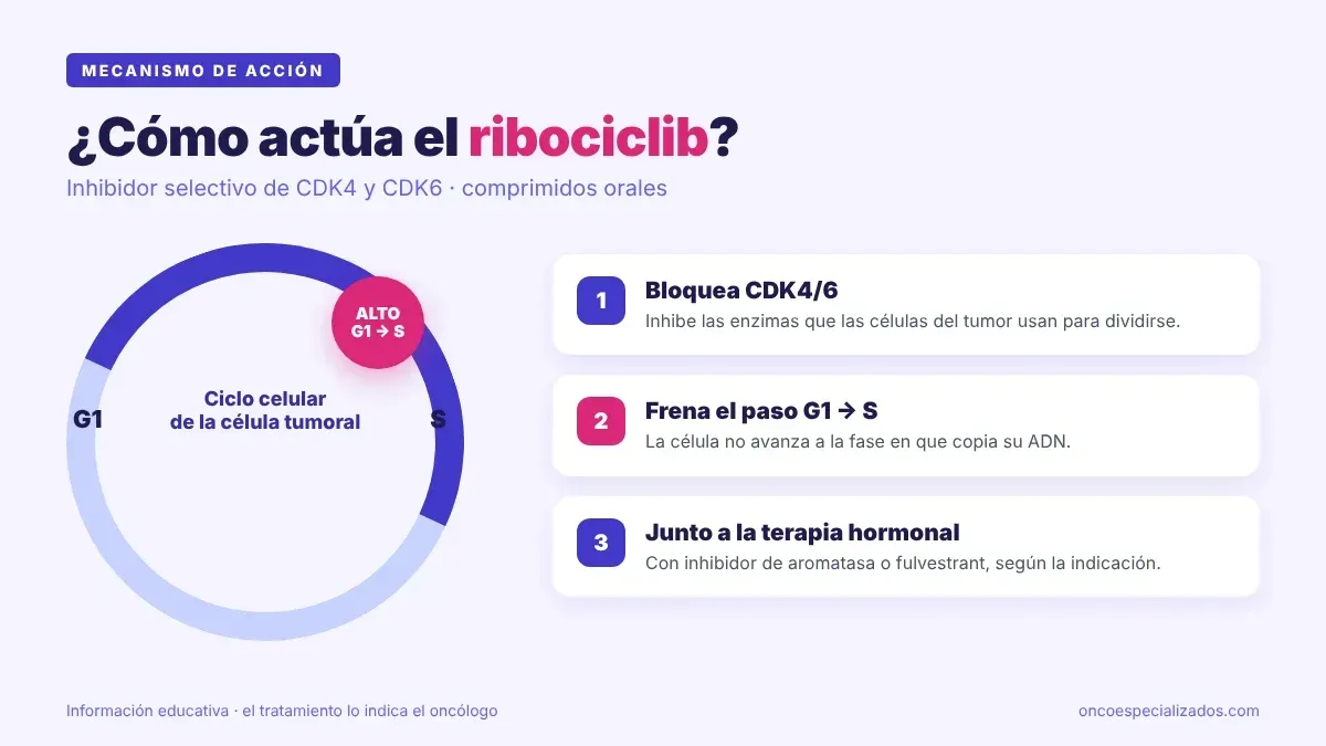 Mecanismo de acción del ribociclib, inhibidor de CDK4/6 que frena la división de células de cáncer de mama RH+ HER2−