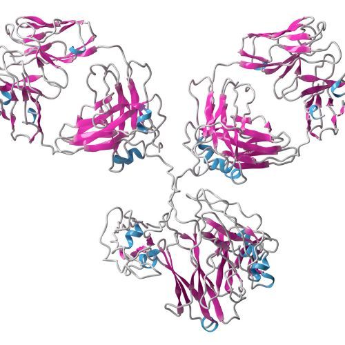 trastuzumab molecula