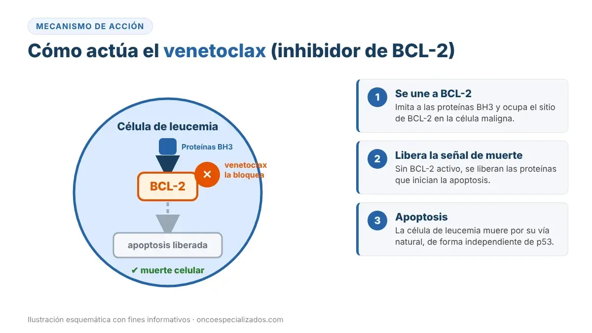 Mecanismo de acción del venetoclax: inhibidor de BCL-2 que libera la apoptosis de la célula de leucemia