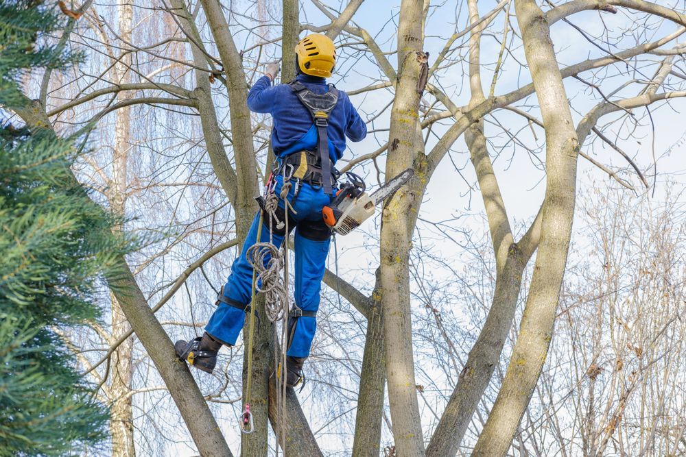 Man On The Tree — LaGrange, GA — Advance Tree Removal and Land Management