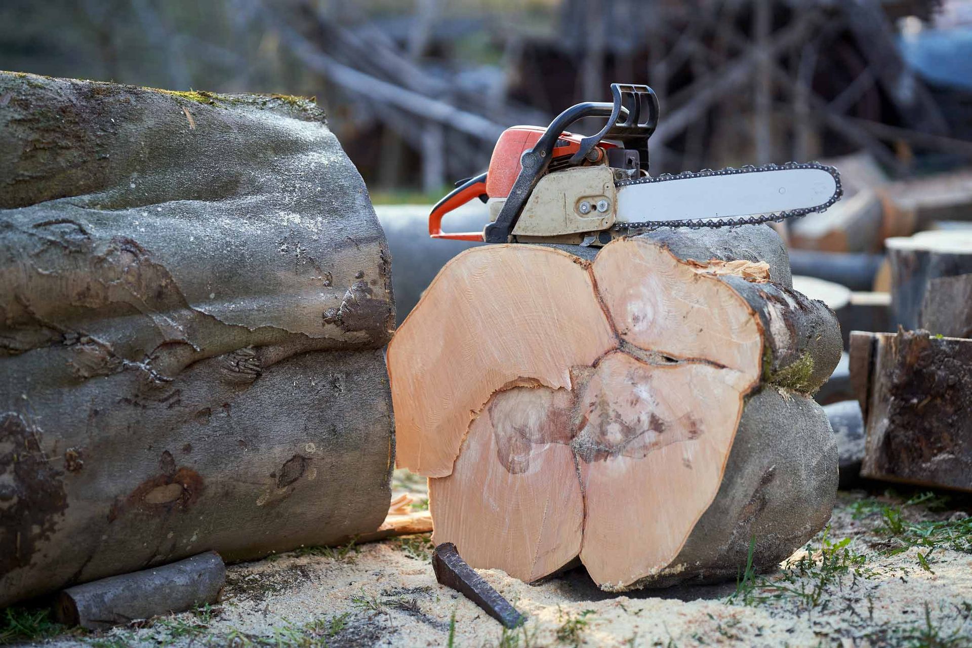 Tree Removals — LaGrange, GA — Advance Tree Removal and Land Management