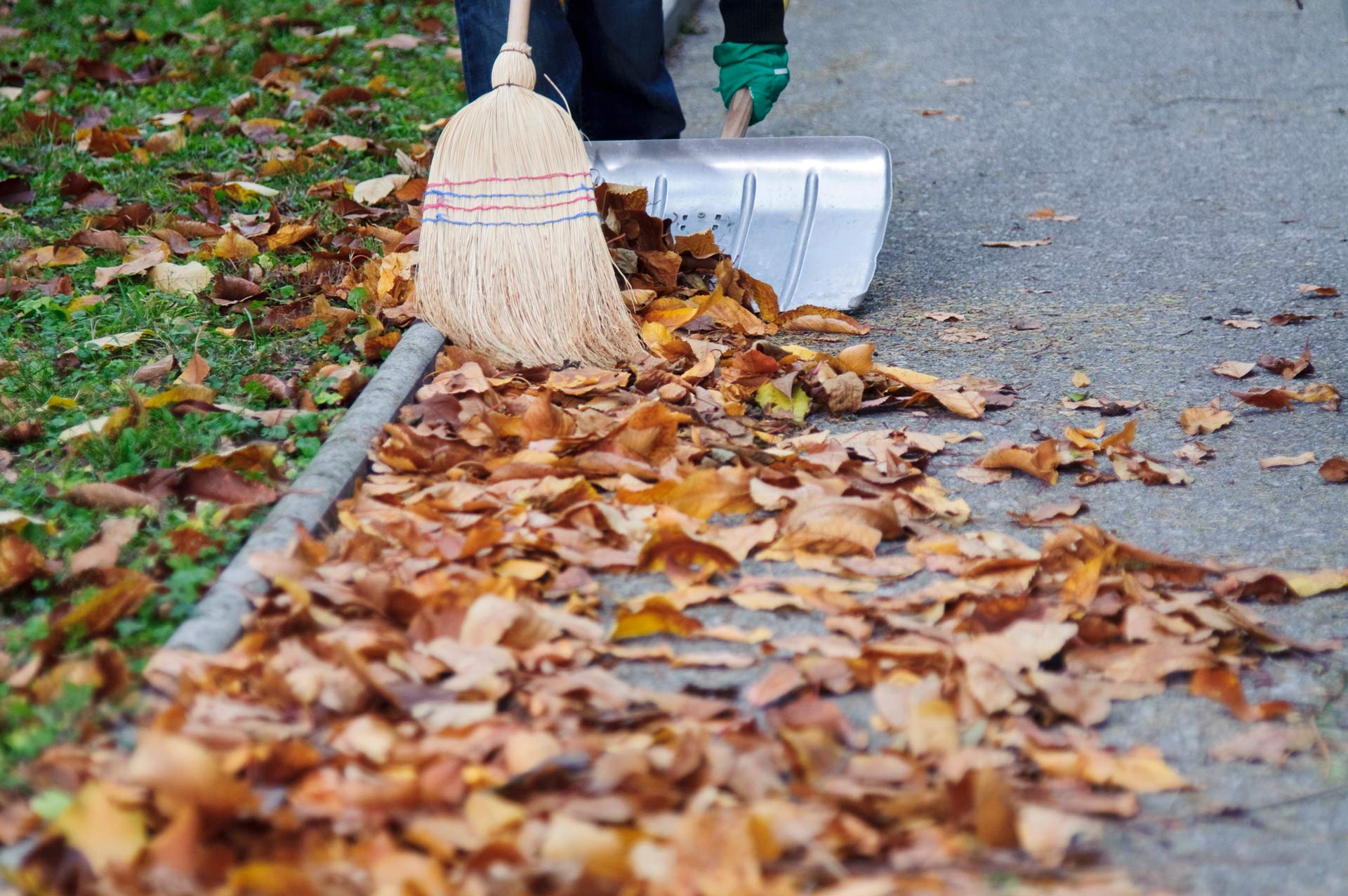 Brush Cleanup — LaGrange, GA — Advance Tree Removal and Land Management