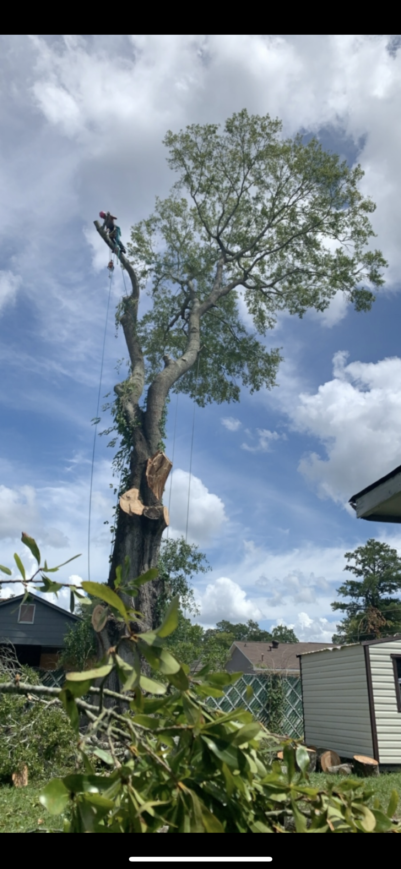 Gallery #11 — LaGrange, GA — Advance Tree Removal and Land Management