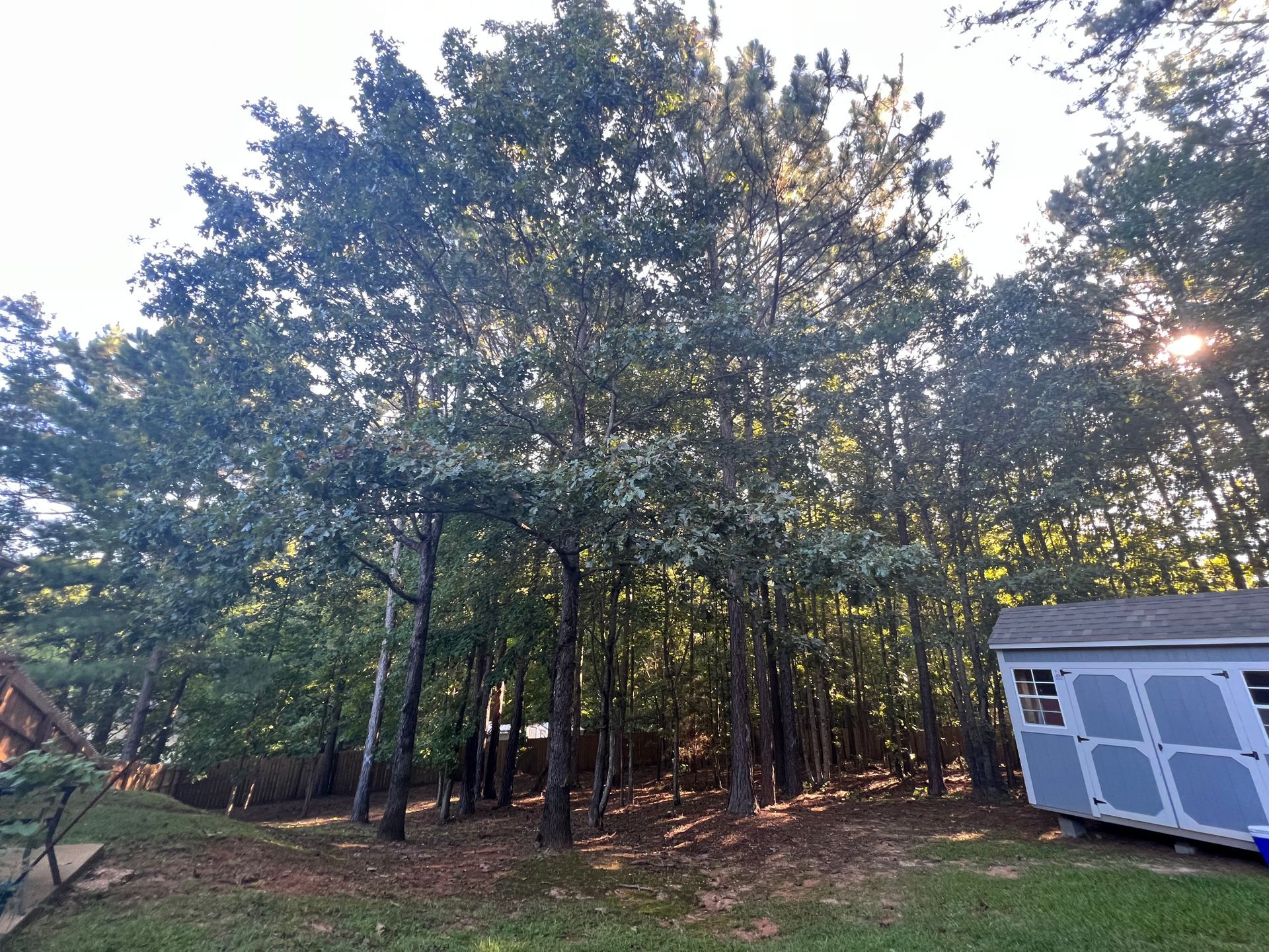 Gallery #7 — LaGrange, GA — Advance Tree Removal and Land Management