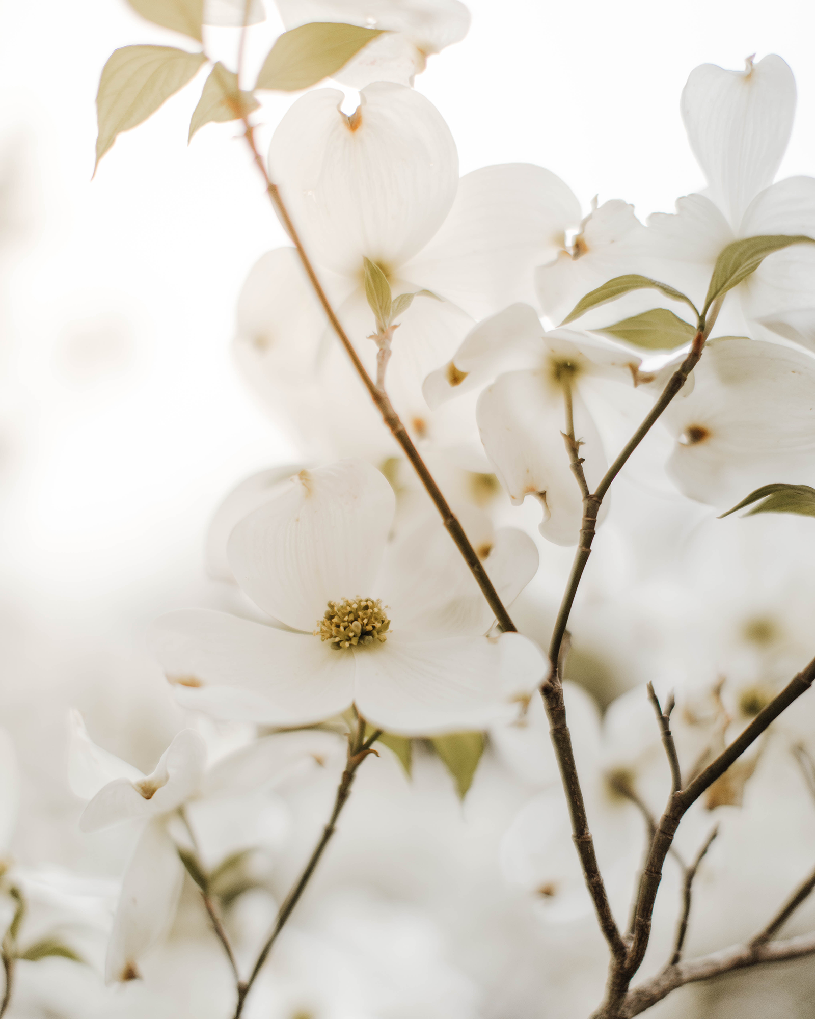 Send Flowers