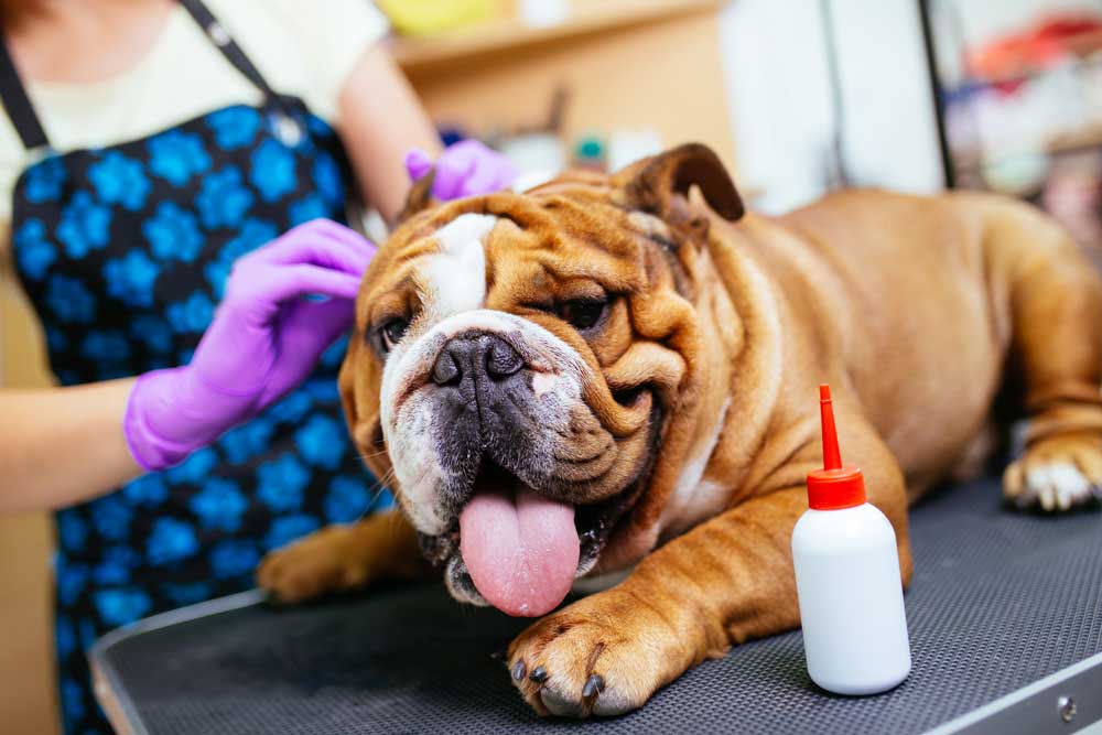 Flea Dip — Foley, AL — Coastal Pet Resort LLC