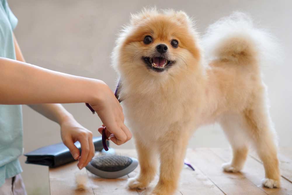Pet Grooming — Foley, AL — Coastal Pet Resort LLC