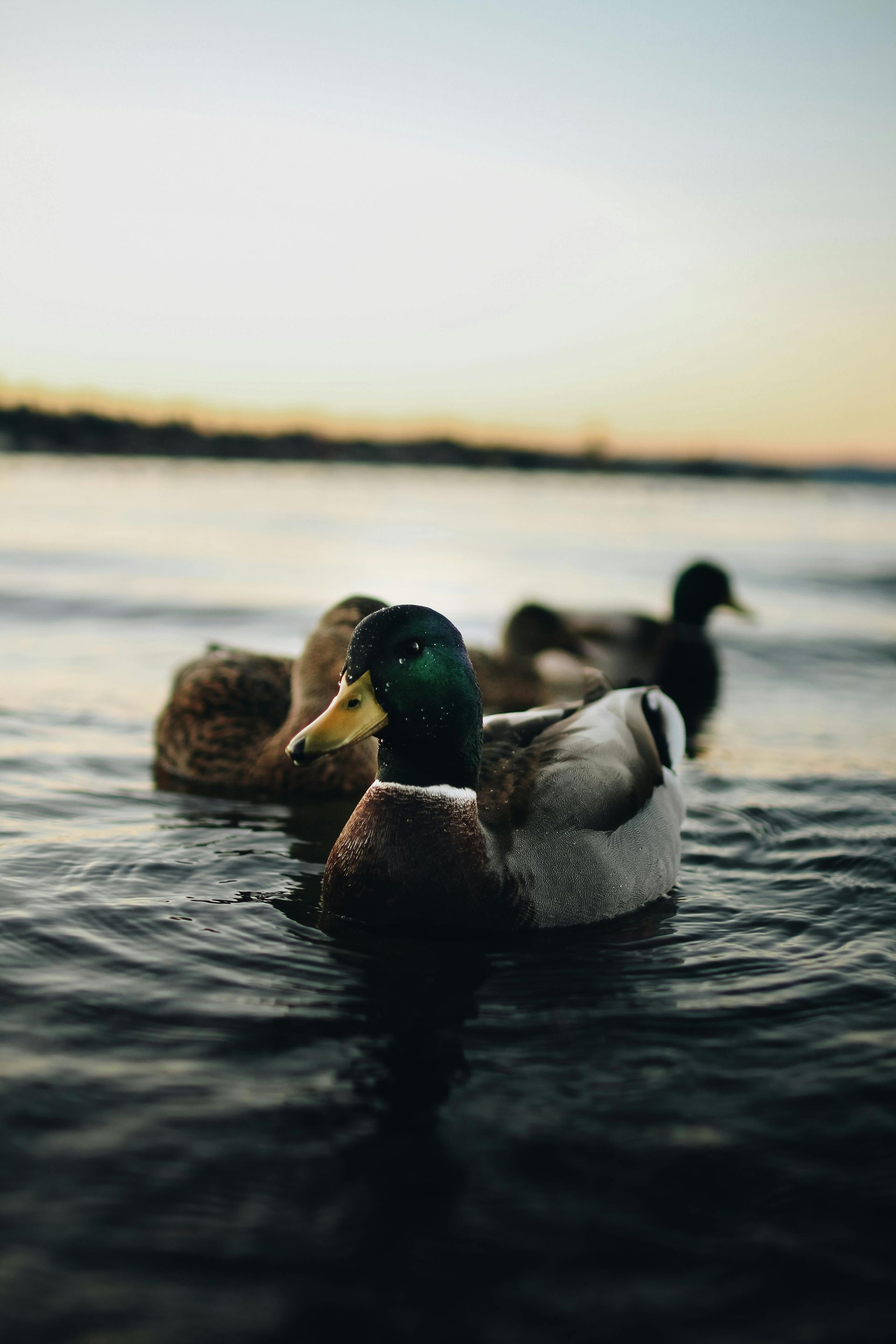 Duck Scenery Outdoors Hunting Arkansas 