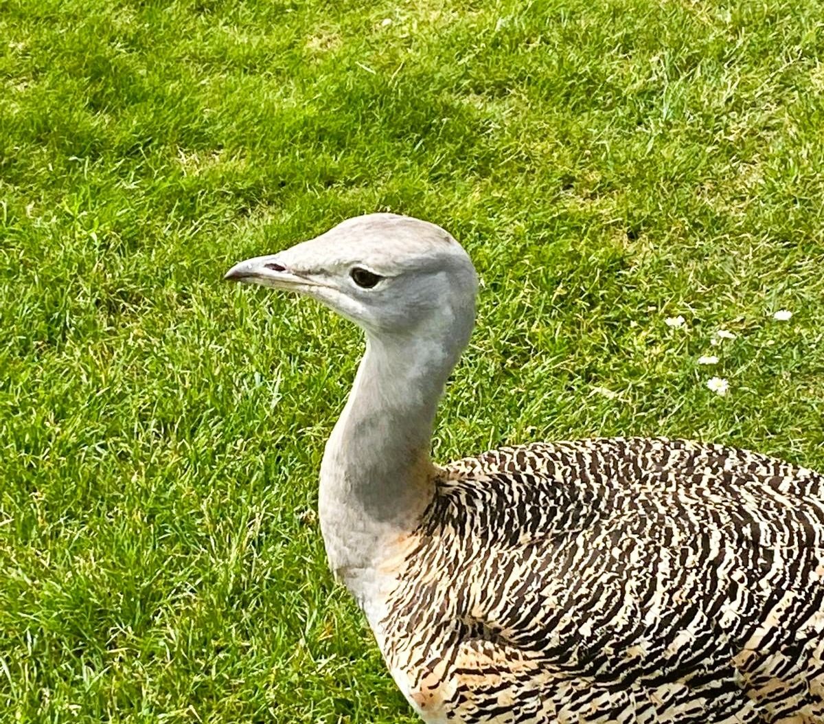 Meet Gertrude: Stonehenge's Most Unexpected Regular Visitor