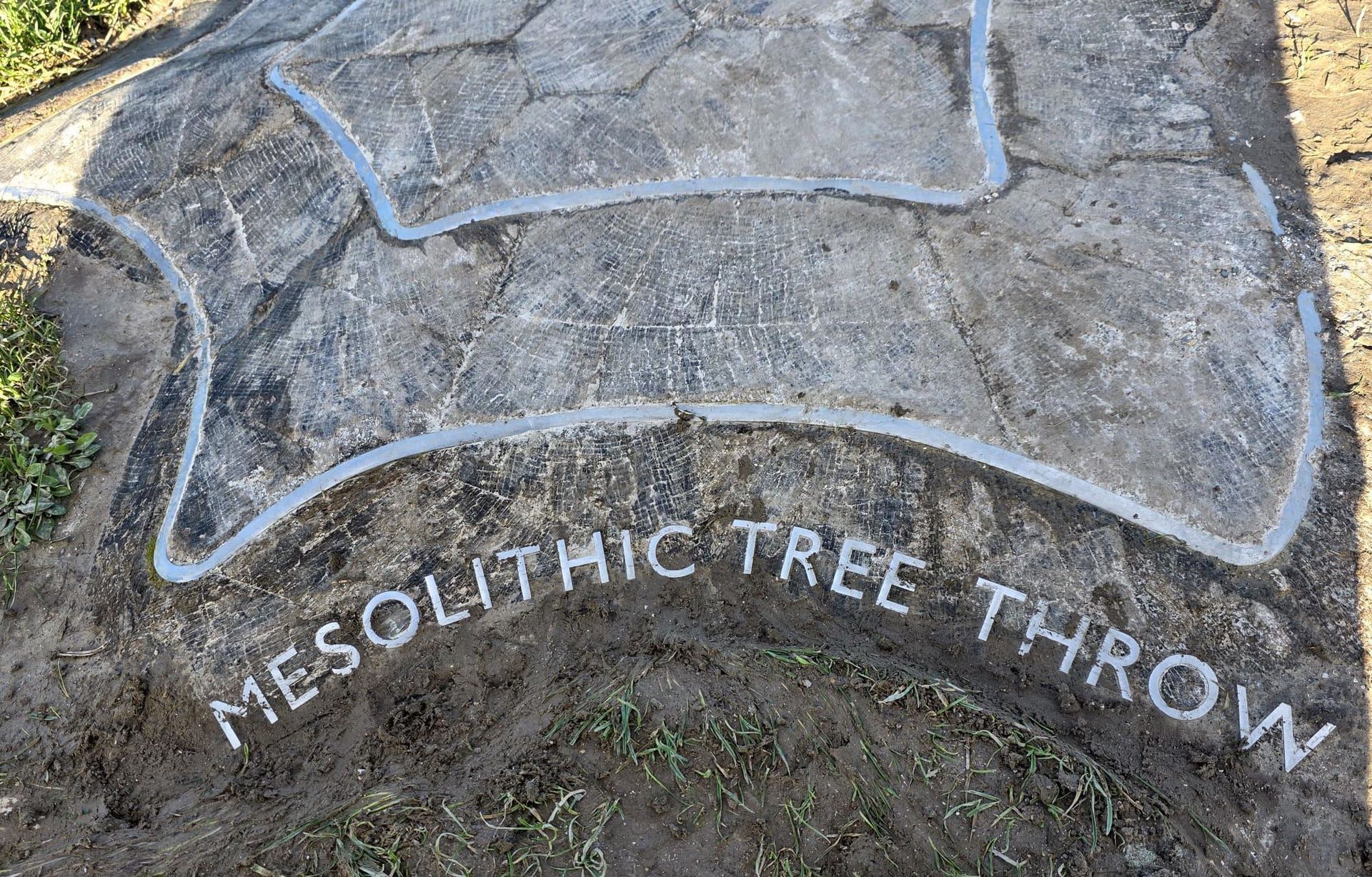 Mesolithic tree throw
