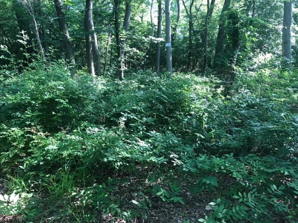 Mechanical Weed Removal — Weed Control Spraying Machine in Glen Burnie, MD