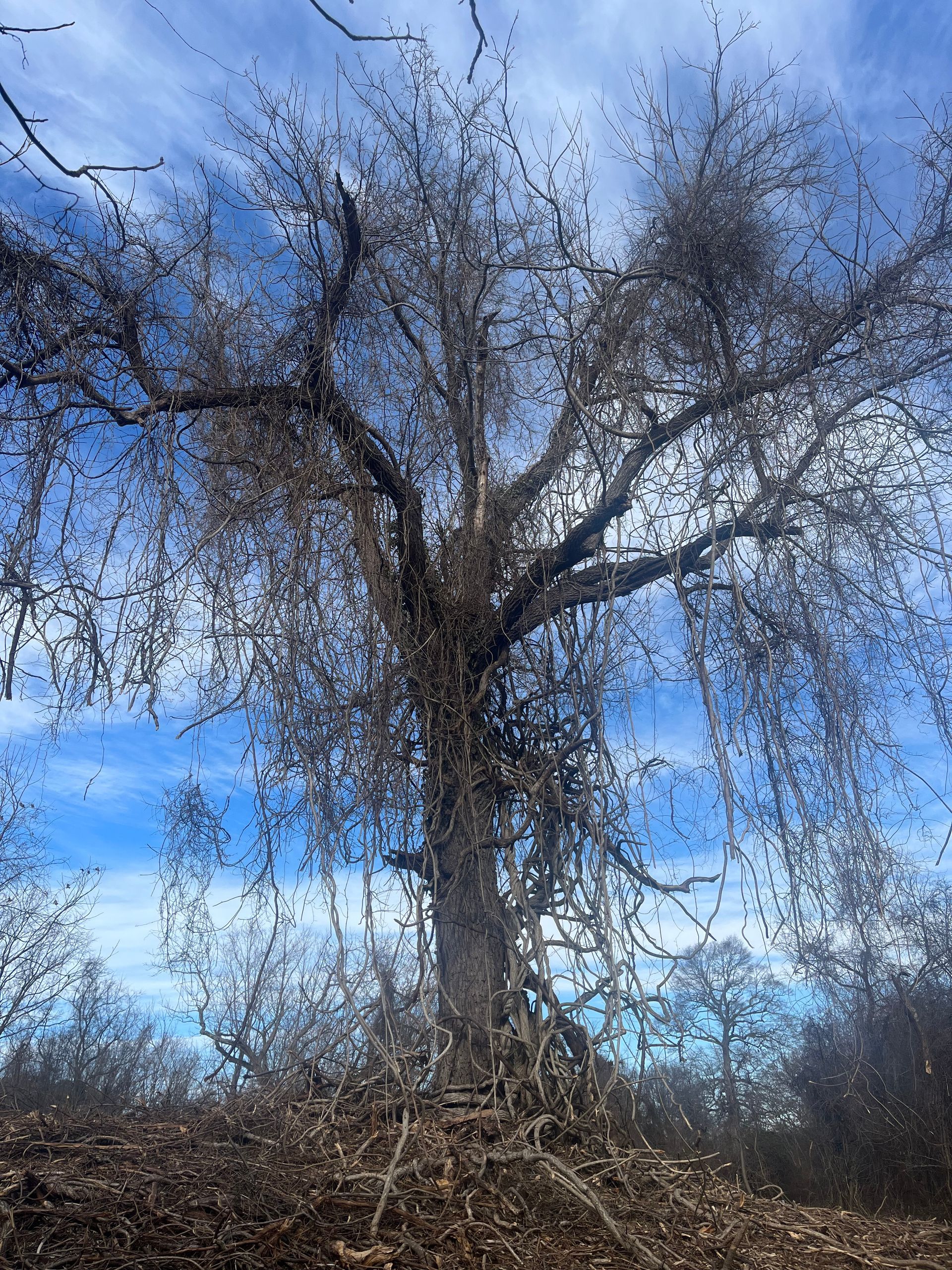 Tree Service Expert — Crawler Loader In The Woods in Glen Burnie, MD Tree Service Expert — Crawler Loader In The Woods in Glen Burnie, MD