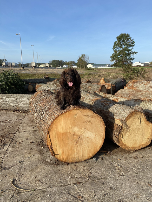 Tree Service — Newly Planted Plants in Glen Burnie, MD Tree Service — Newly Planted Plants in Glen Burnie, MD