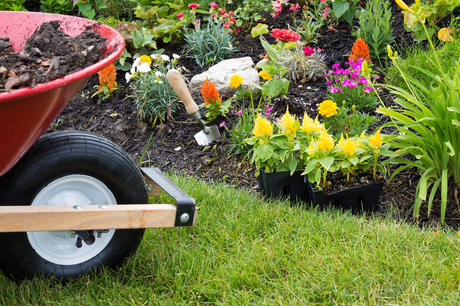 Wheelbarrow beside colorful potted flowers on a grassy garden bed