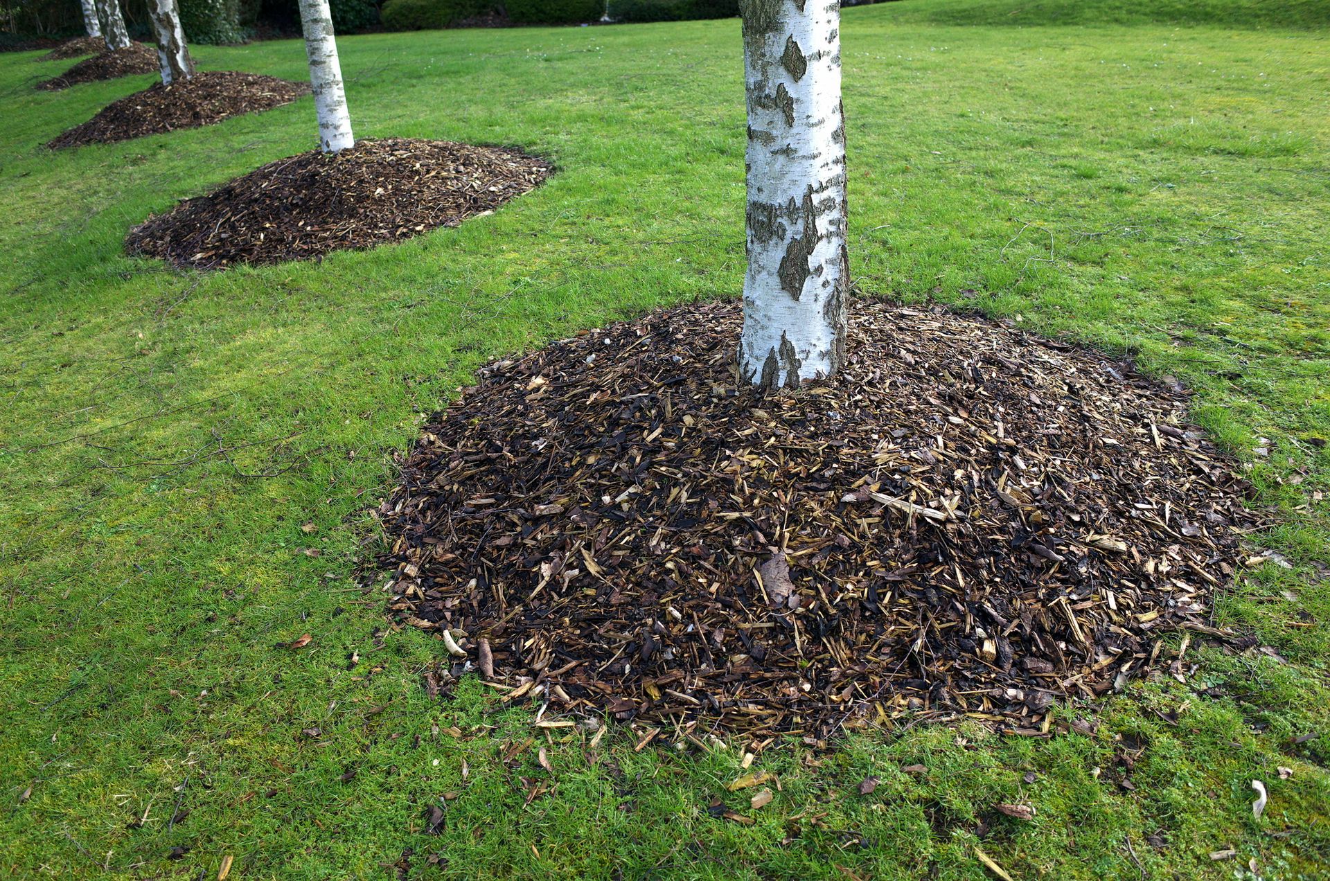 Mulched tree rings around young birch trees in a green lawn