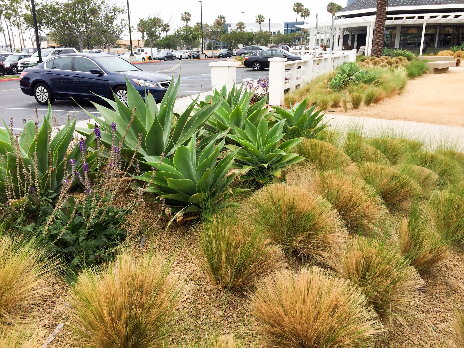 Landscaped parking lot with succulents, grasses, and a parked dark blue car near a walkway